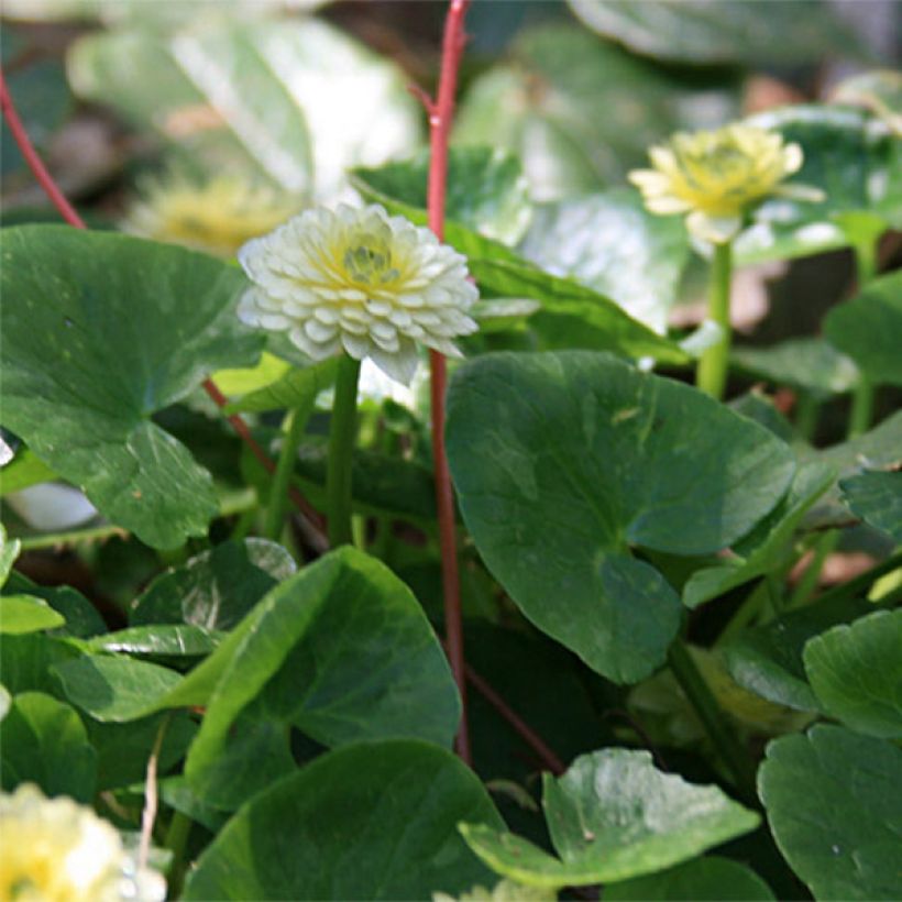 Ranunculus ficaria Ken Aslet - Celidonia menor (Floración)