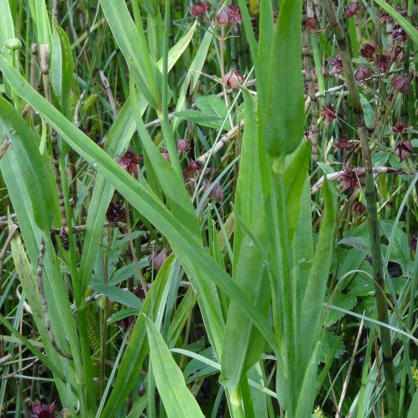 Ranunculus lingua - Ranúnculo de las cañas (Follaje)