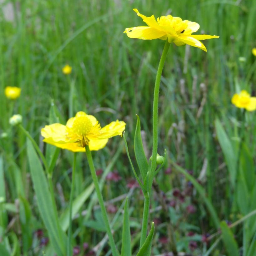 Ranunculus lingua - Ranúnculo de las cañas (Floración)