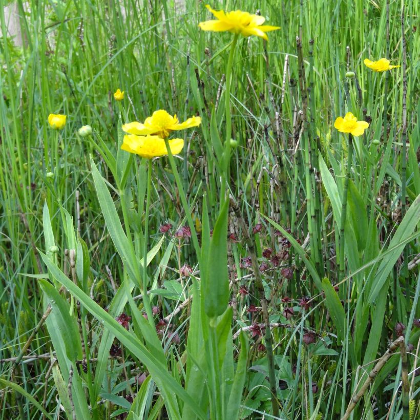 Ranunculus lingua - Ranúnculo de las cañas (Porte)