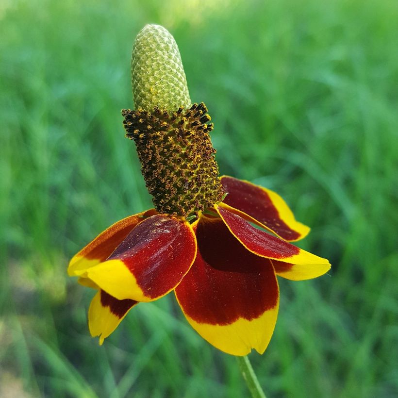 Ratibida columnifera - Sombrero mexicano (Floración)