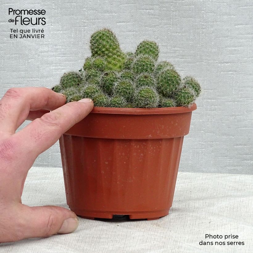 Rebutia sp. Pot de 13 cm Ejemplar entregado en invierno