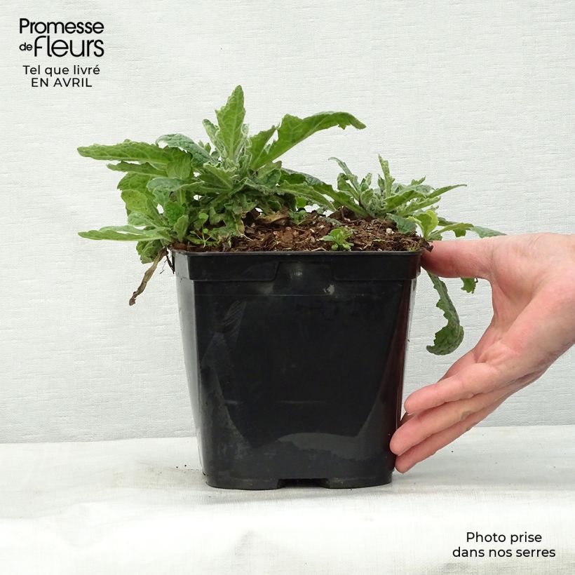 Rehmannia Polina Pot de 2L/3L Ejemplar entregado en la primavera