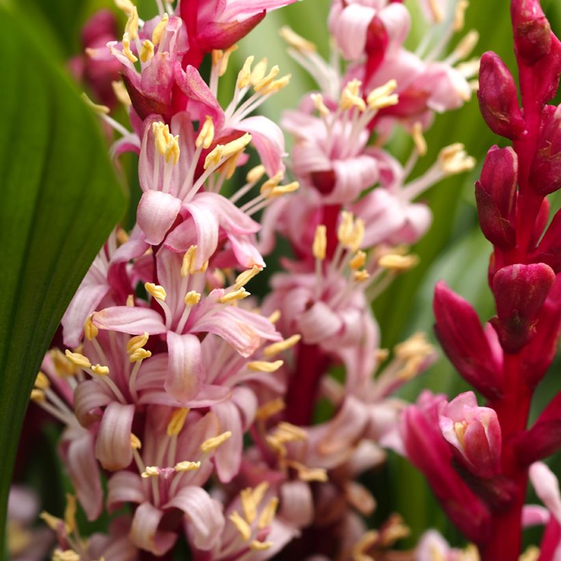 Reineckea carnea (Floración)