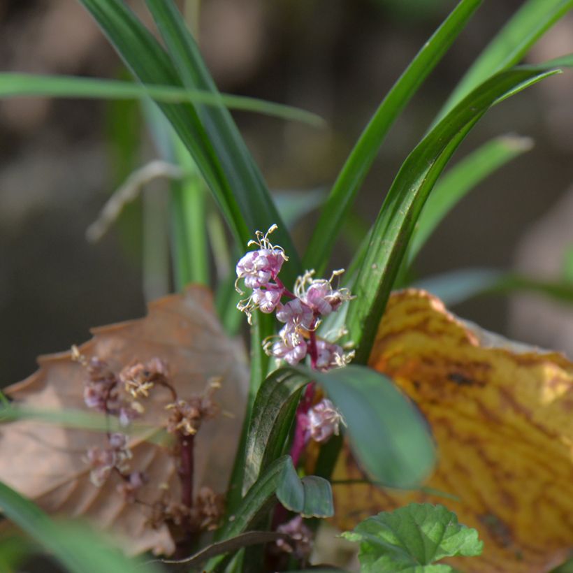 Reineckea carnea (Porte)