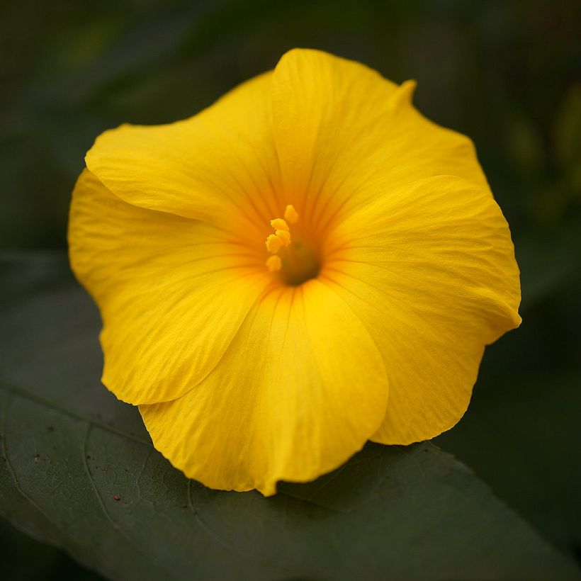 Reinwardtia indica - Amarillo lino (Floración)