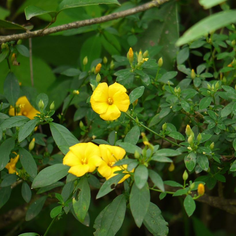 Reinwardtia indica - Amarillo lino (Porte)