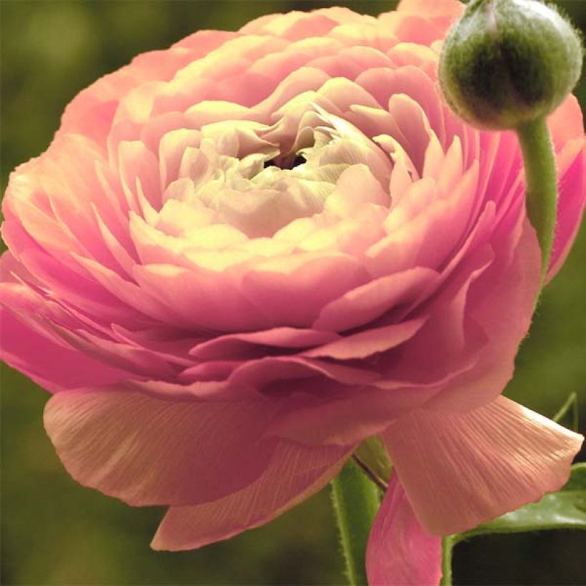 Ranunculus asiaticus Pink - Ranúnculo (Floración)