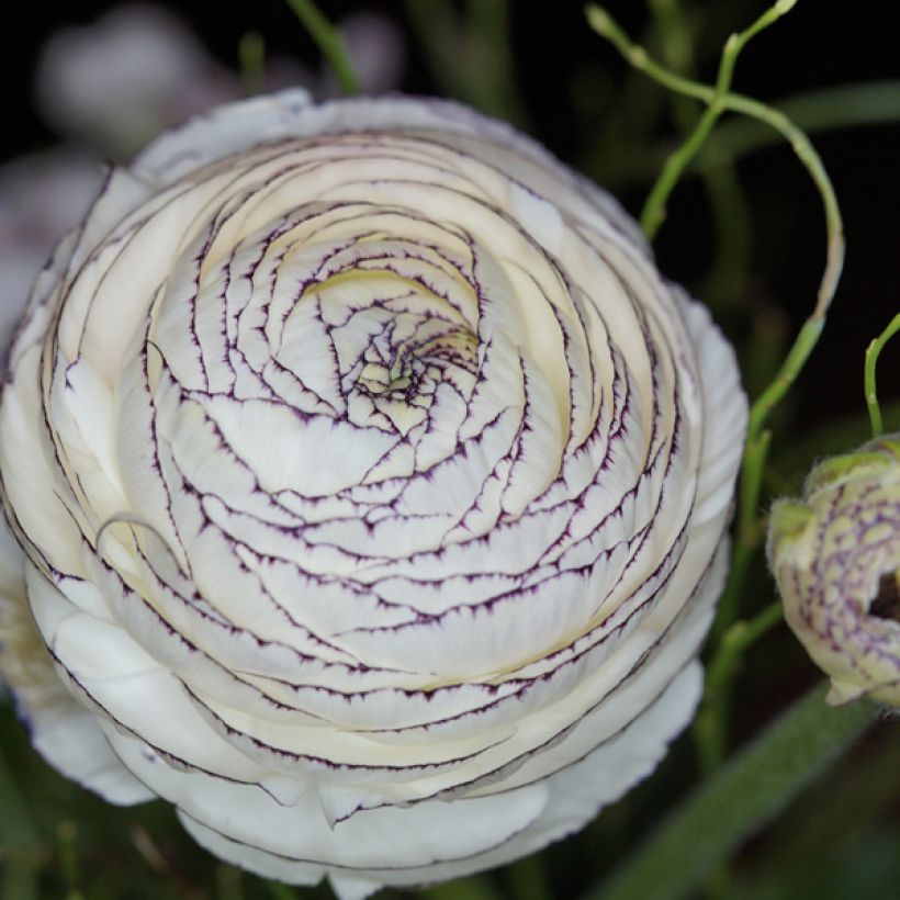 Ranunculus asiaticus White Pink Bicolor - Ranúnculo (Floración)