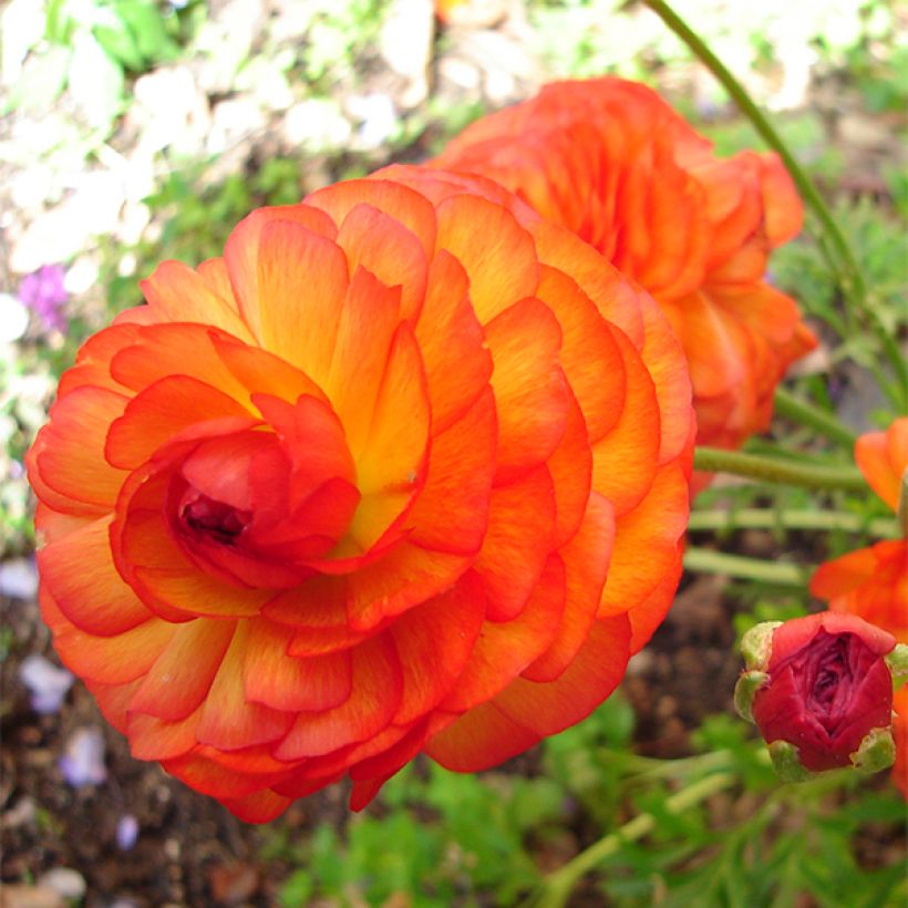 Ranunculus asiaticus Orange - Ranúnculo (Floración)