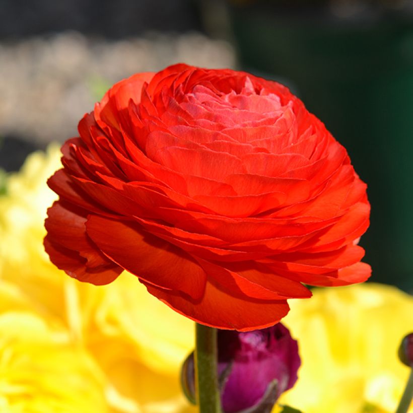 Ranunculus asiaticus Red - Ranúnculo (Floración)