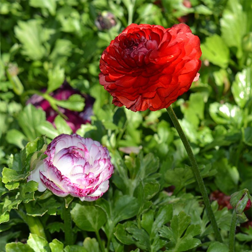 Ranunculus asiaticus Red - Ranúnculo (Porte)