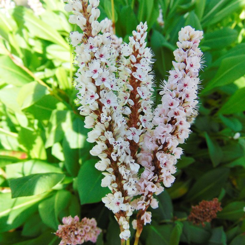 Persicaria affinis Donald Lowndes (Floración)