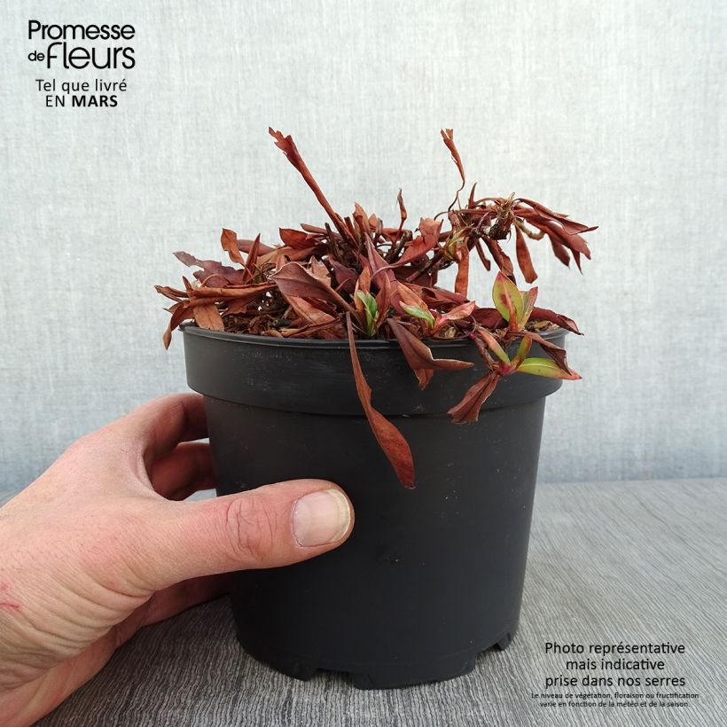 Renouée - Persicaria affinis Kabouter en pot de 2L/3L Ejemplar entregado en invierno