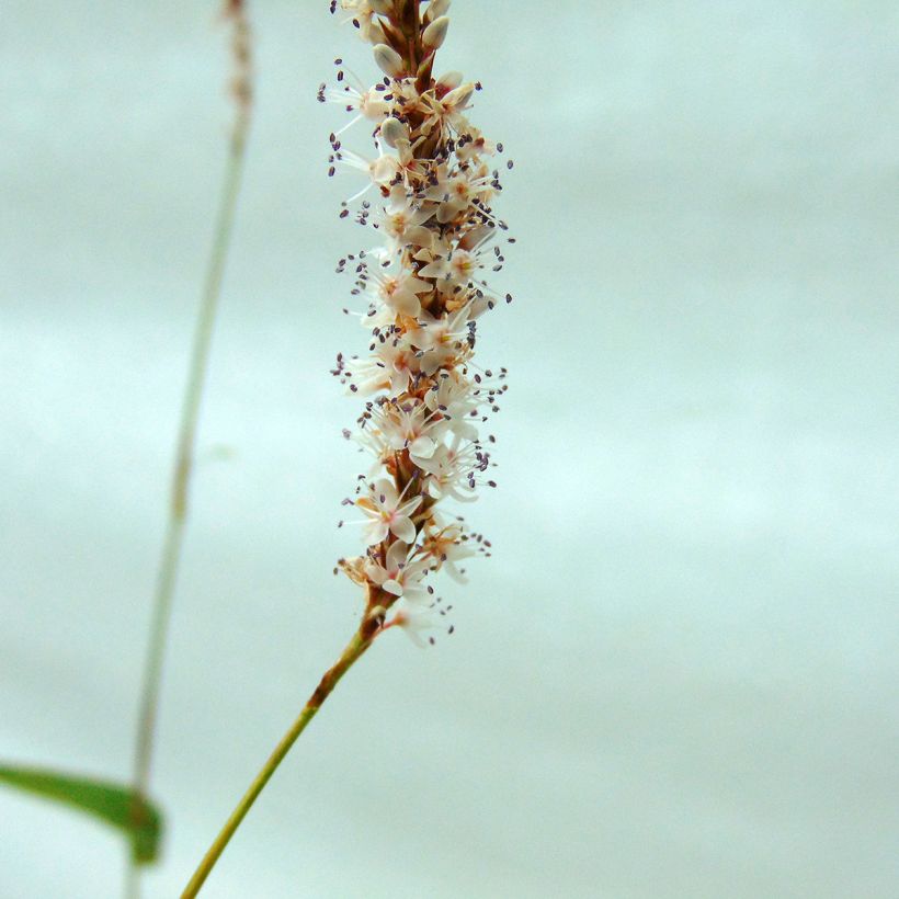 Persicaria amplexicaulis Alba (Floración)