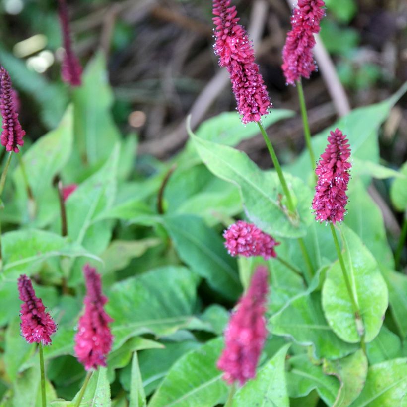 Persicaria amplexicaulis Blackfield (Floración)