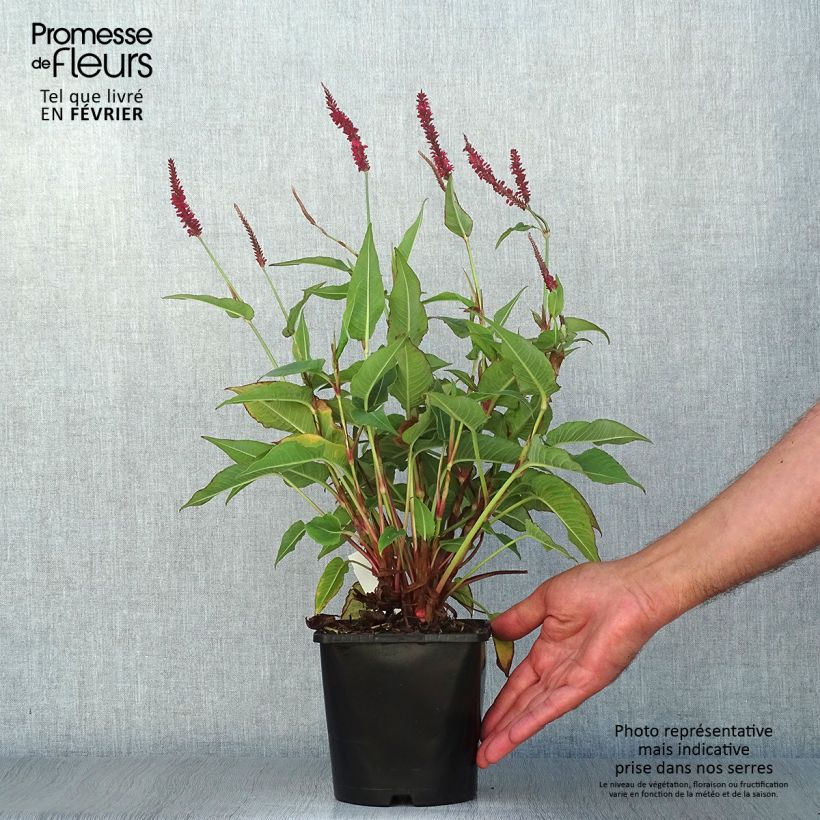 Ejemplar de Renouée - Persicaria amplexicaulis Blackfield en pot de 2/3 litres entregado en otoño