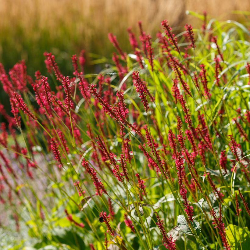 Persicaria amplexicaulis Bloody Mary (Porte)