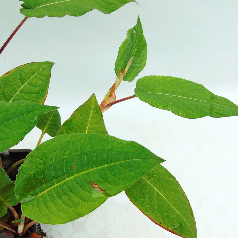 Persicaria amplexicaulis Fat Domino (Follaje)