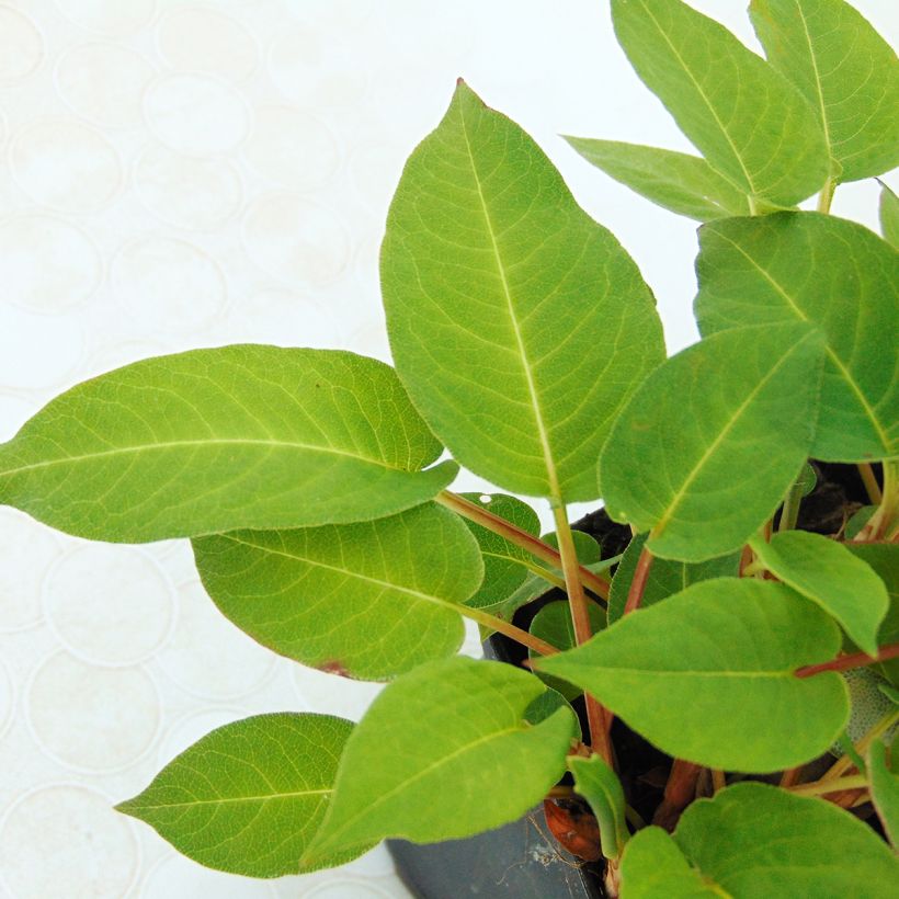 Persicaria amplexicaulis Inverleith (Follaje)