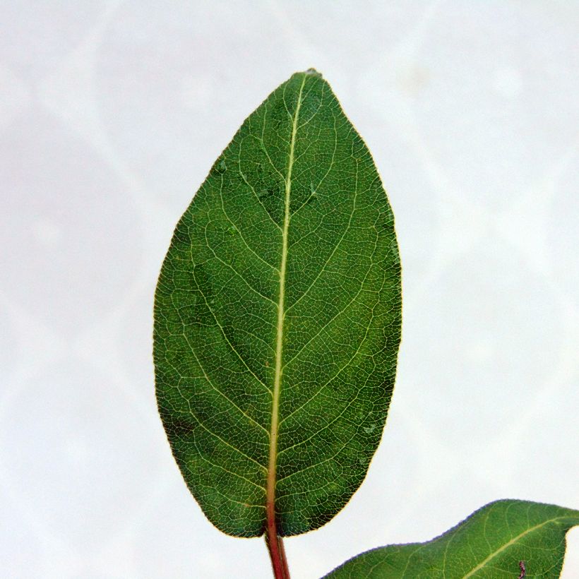 Persicaria amplexicaulis Orange Field (Follaje)