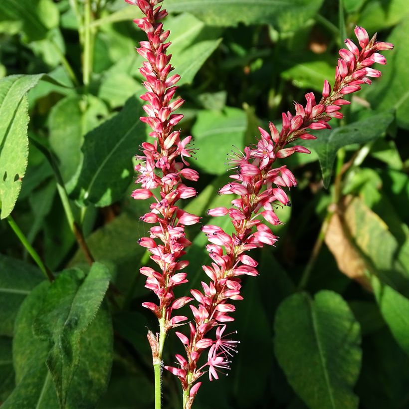 Persicaria amplexicaulis Orange Field (Floración)