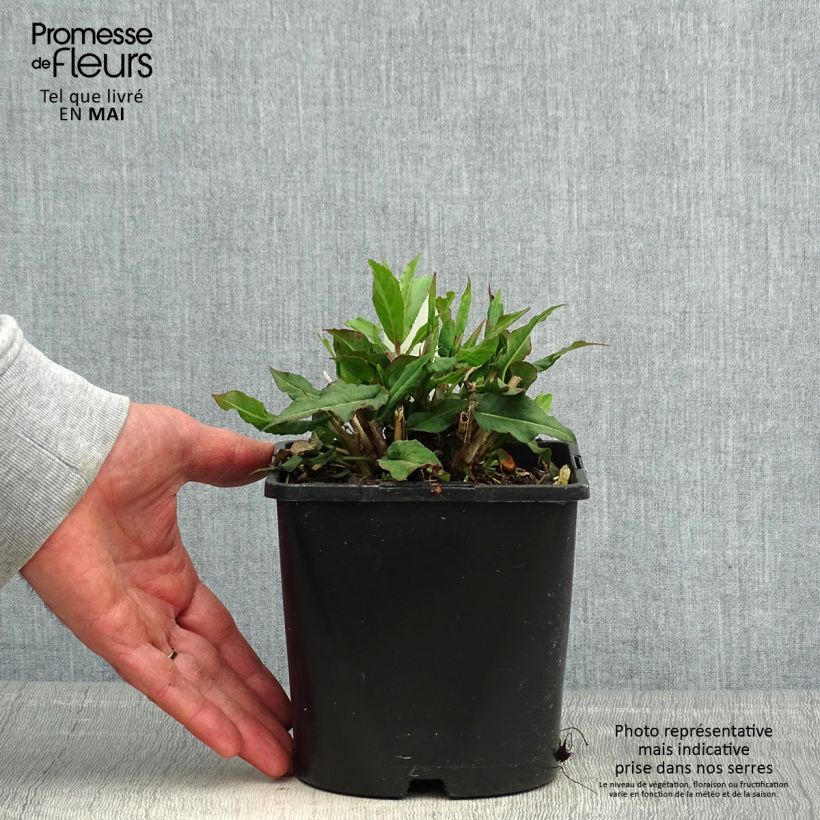 Persicaria amplexicaulis Pink Elephant Maceta 1,5L/2L Ejemplar entregado en la primavera