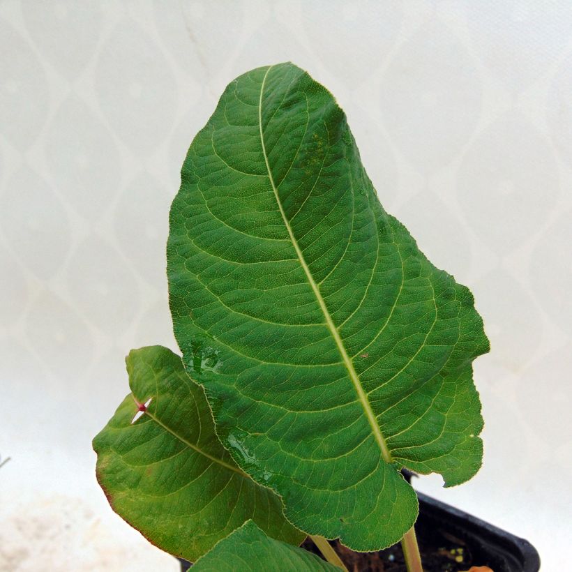 Persicaria amplexicaulis Rosea (Follaje)