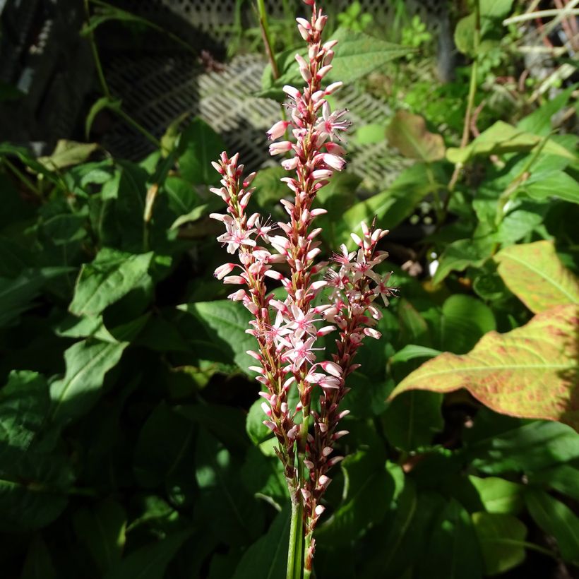 Persicaria amplexicaulis Rosea (Floración)