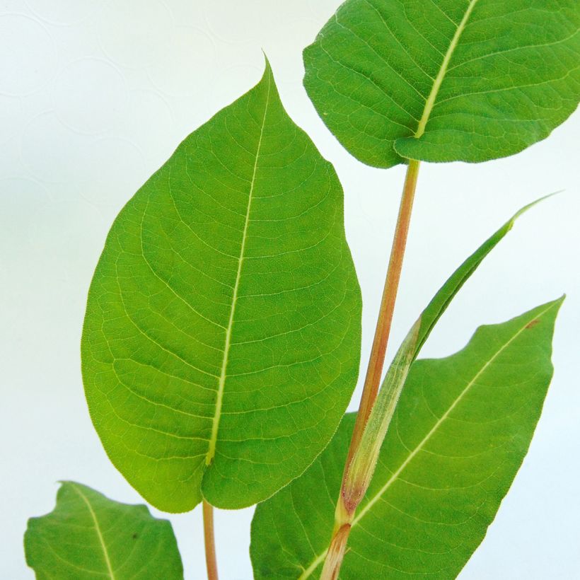 Persicaria amplexicaulis Taurus (Follaje)