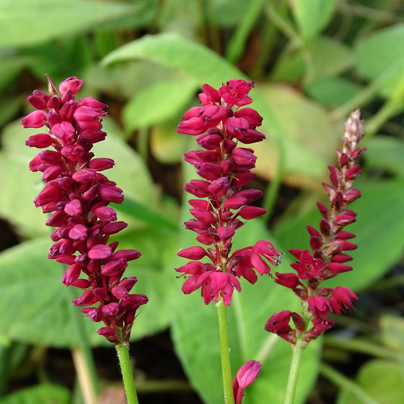 Persicaria amplexicaulis Taurus (Floración)