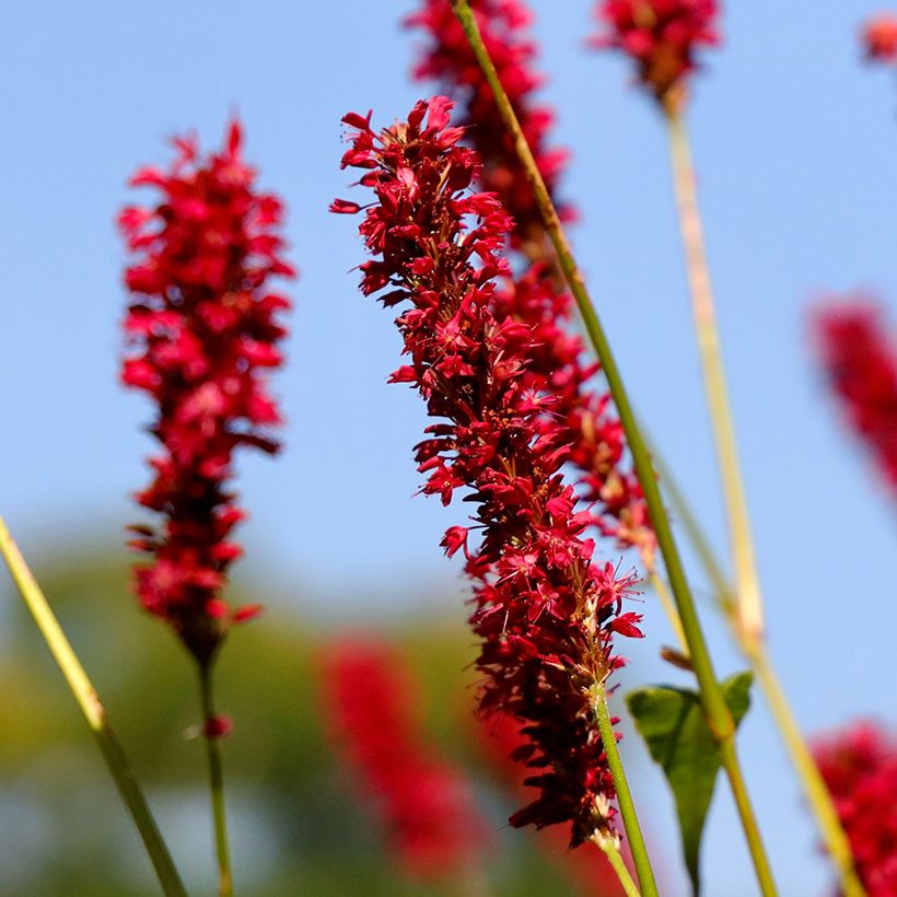 Persicaria amplexicaulis Vesuvius (Floración)