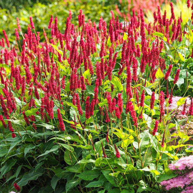 Persicaria amplexicaulis Vesuvius (Porte)