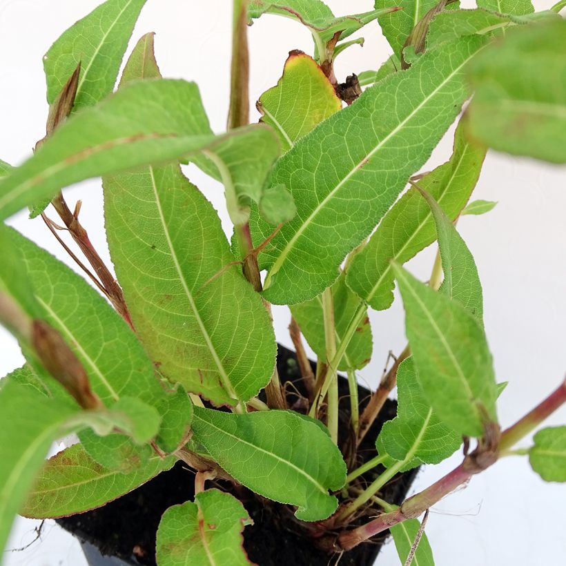 Persicaria amplexicaulis White Eastfield (Follaje)