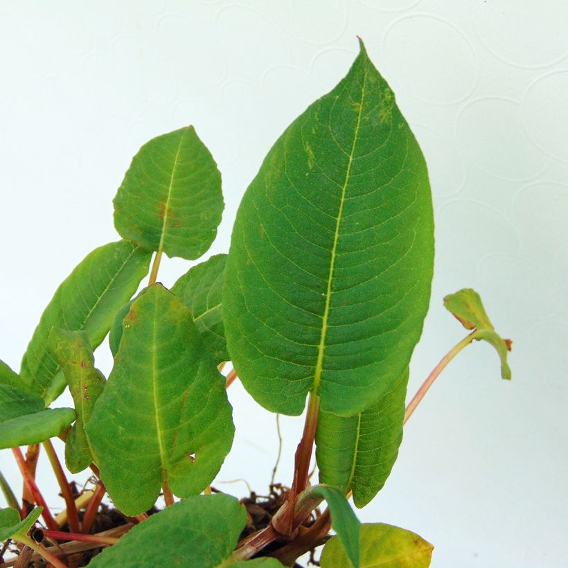 Persicaria amplexicaulis var. pendula (Follaje)