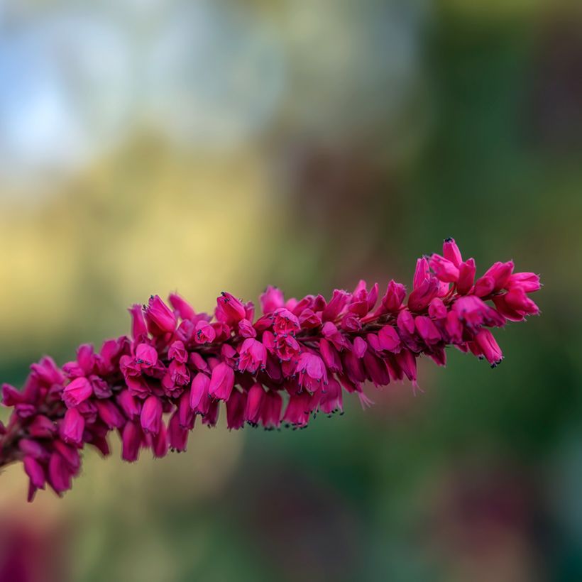 Persicaria amplexicaulis var. pendula (Floración)