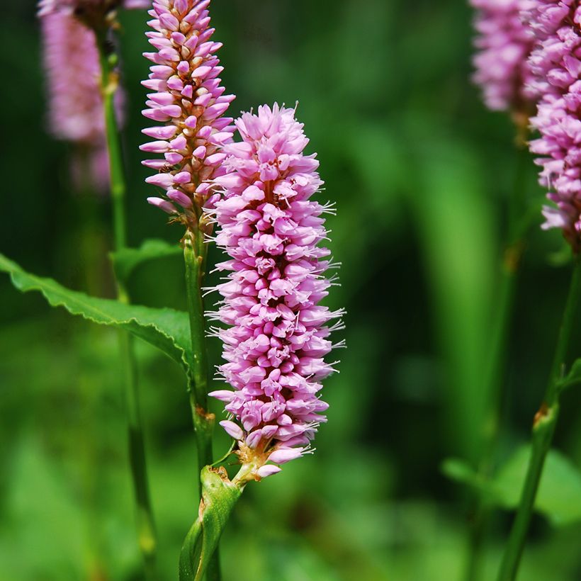 Persicaria bistorta Superba (Floración)