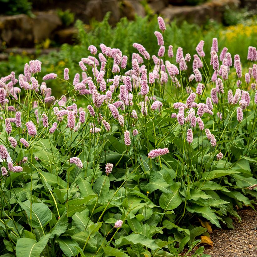 Persicaria bistorta Superba (Porte)