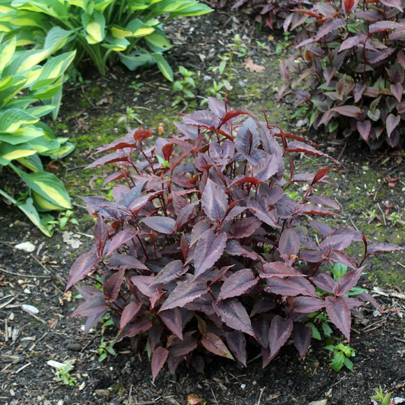 Persicaria microcephala Red Dragon (Porte)