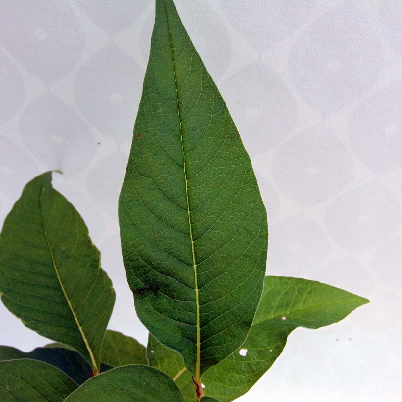 Persicaria polymorpha (Follaje)