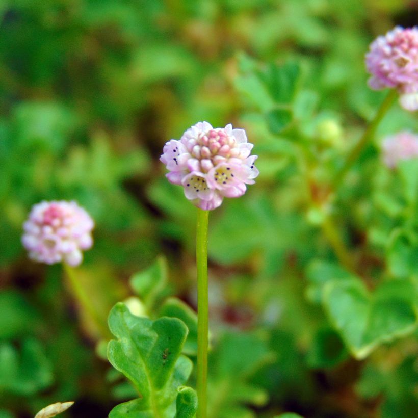 Persicaria runcinata Needham's Form (Floración)