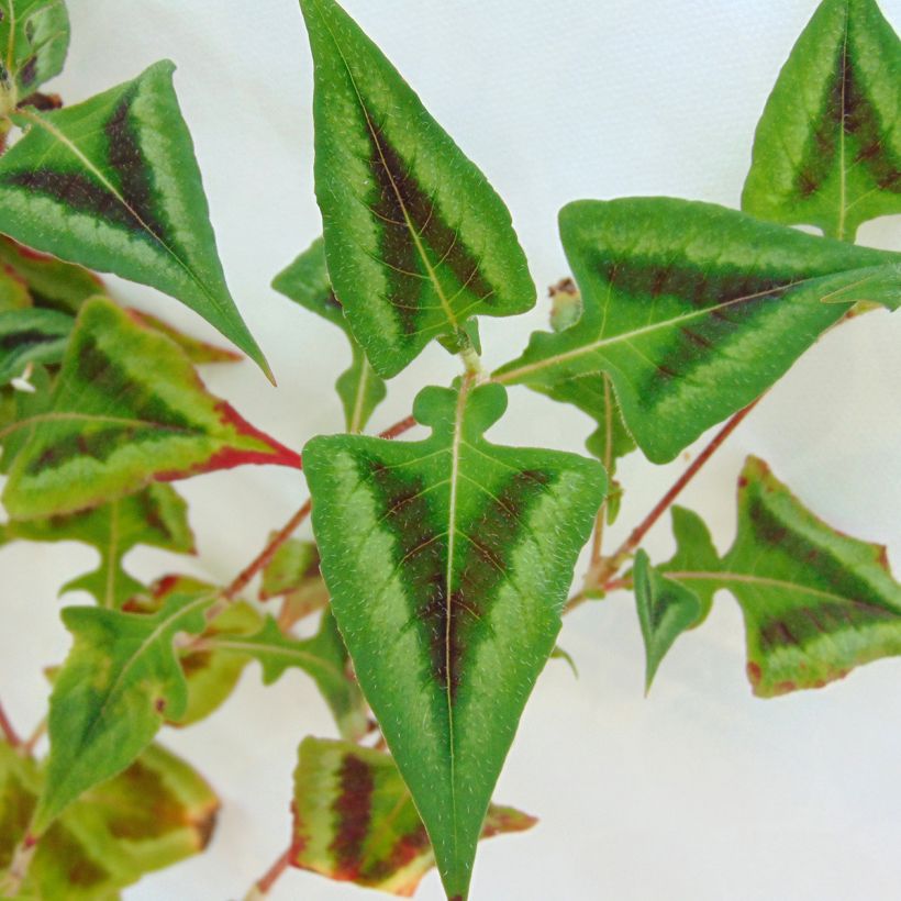 Persicaria runcinata Purple Fantasy (Follaje)