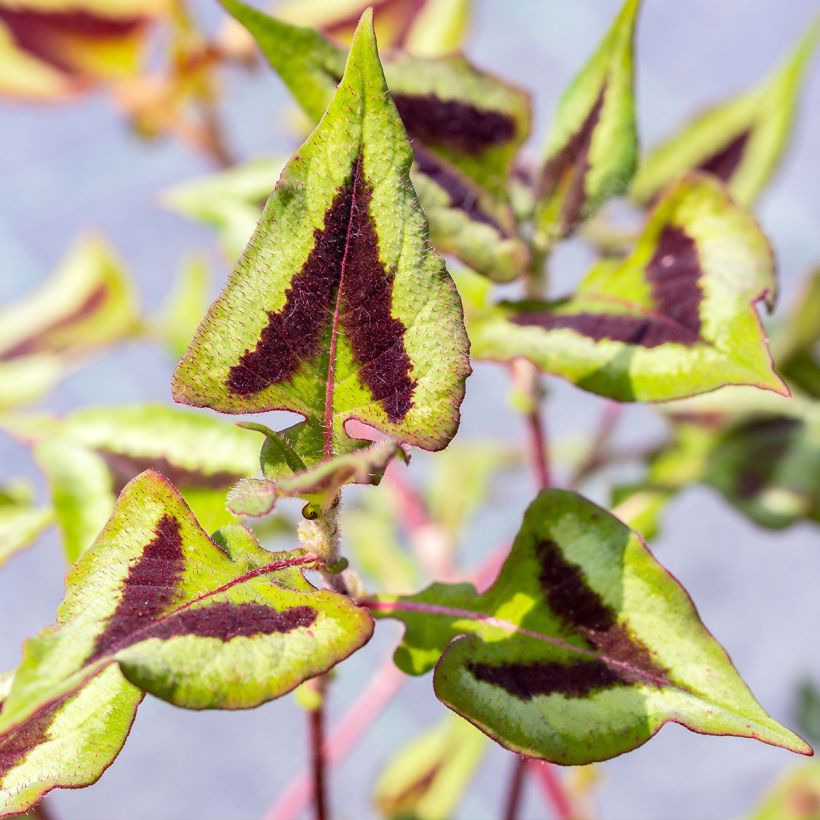 Persicaria runcinata Yunnan Giant (Follaje)