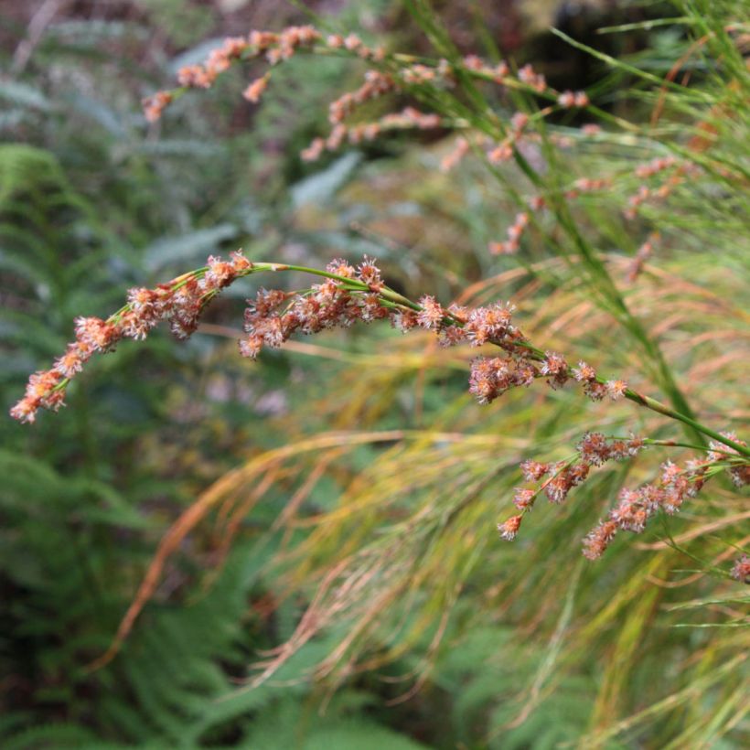 Restio tetraphyllus (Floración)