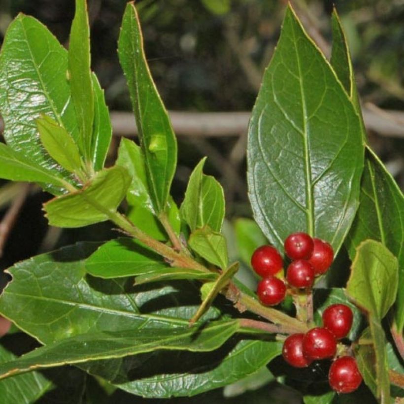 Rhamnus alaternus - Aladierno (Follaje)