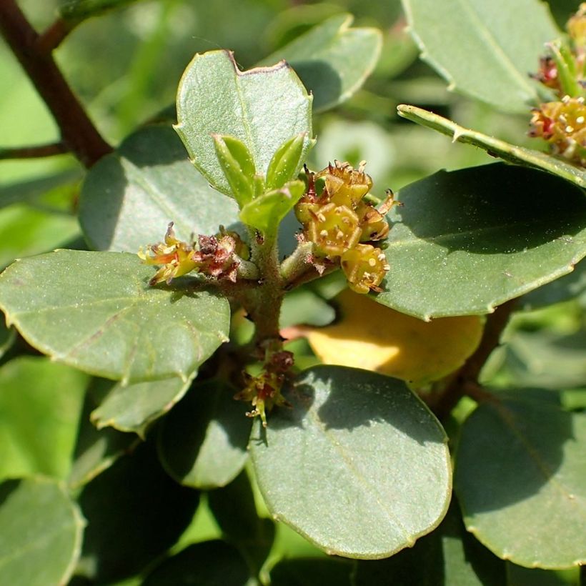 Rhamnus alaternus - Aladierno (Floración)