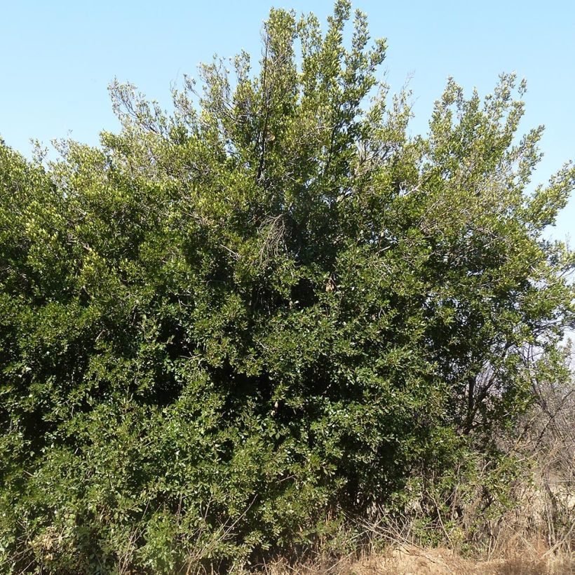 Rhamnus alaternus - Aladierno (Porte)