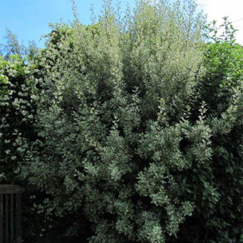 Rhamnus alaternus Argenteovariegata - Aladierno (Porte)