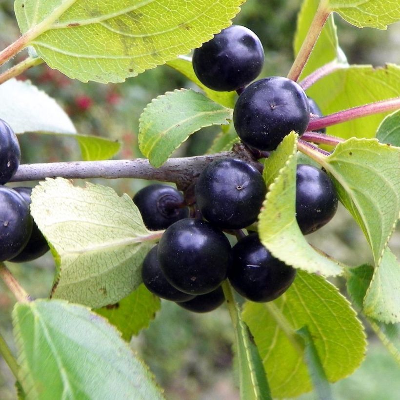 Rhamnus catharticus - Espino cerval (Cosecha)