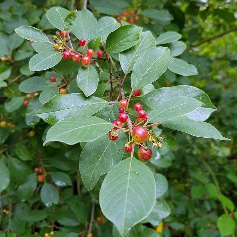 Rhamnus frangula - Arraclán (Follaje)